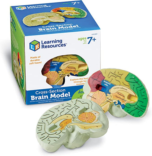 Human Biology Box Kit - Brain