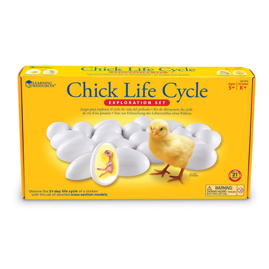 Chick Life Cycle